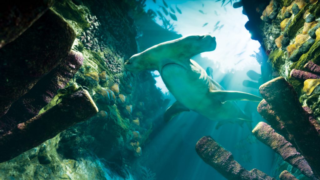 A hammerhead shark swimming underwater between coral reefs and rock formations in Grand Theft Auto VI.